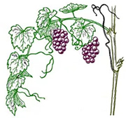 The Vine and the Branches