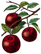 Living a Fruitful Life