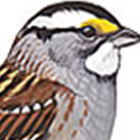 His Eye Is on the Sparrow