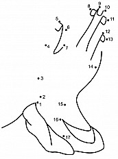 Praying Hands Dot To